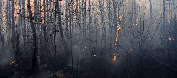 Лесной пожар Лесной пожар - 俄罗斯卫星通讯社