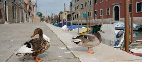 Утки на улице в Венеции Утки на улице в Венеции - 俄羅斯衛星通訊社
