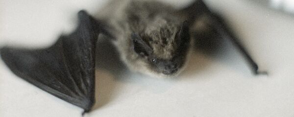 俄消費者權益保護局開始研究俄各地蝙蝠是否攜帶冠狀病毒 - 俄羅斯衛星通訊社