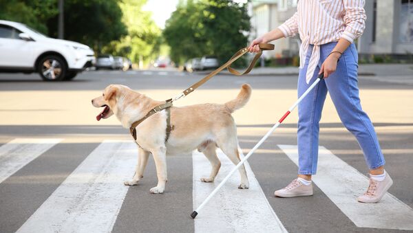 Собака-поводырь переводит слепую девушку через дорогу Собака-поводырь переводит слепую девушку через дорогу - 俄罗斯卫星通讯社