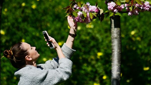 Девушка фотографирует на мобильный телефон цветы черешни на аллее Черешневый сад в Сочи - 俄羅斯衛星通訊社