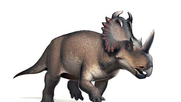 Новый вид динозавра Stellasaurus - 俄羅斯衛星通訊社
