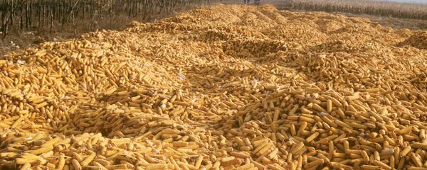 Урожай кукурузы на Украине  - 俄羅斯衛星通訊社