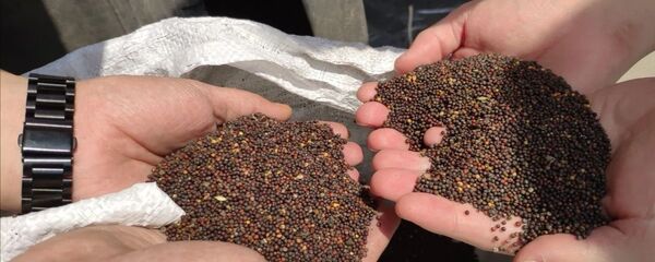 绥芬河自贸试验区首次进口俄罗斯油菜籽 - 俄罗斯卫星通讯社