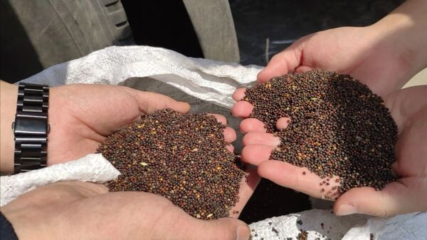 绥芬河自贸试验区首次进口俄罗斯油菜籽 - 俄罗斯卫星通讯社