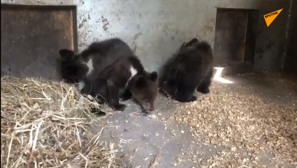 三隻孤兒熊崽被送至康復中心 - 俄羅斯衛星通訊社