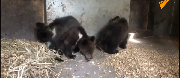 三隻孤兒熊崽被送至康復中心 - 俄羅斯衛星通訊社