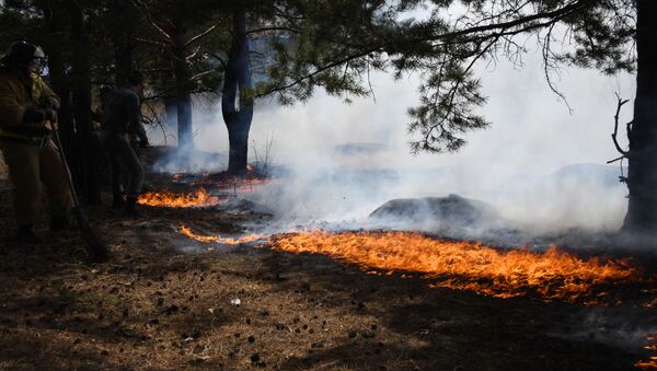 俄森林消防部门过去一昼夜扑灭79处森林火灾 - 俄罗斯卫星通讯社