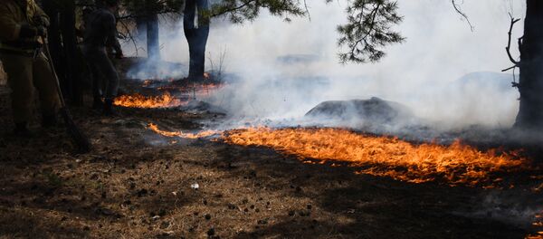 Сотрудники пожарной службы МЧС РФ во время тушения природного пожара в районе поселка Антипиха в пригороде Читы.  - 俄罗斯卫星通讯社