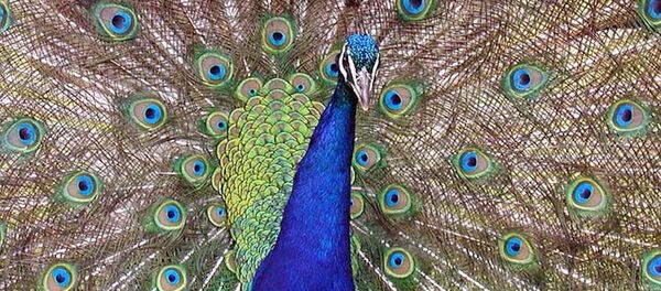 孔雀保護鴨孵蛋 - 俄羅斯衛星通訊社