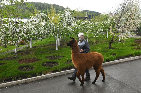 “羅耶夫魯切伊”動植物園的羊駝  - 俄羅斯衛星通訊社