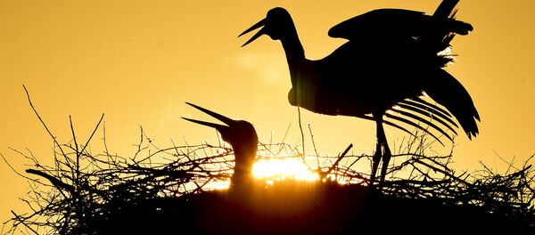 Белые аисты во время восхода солнца в национальном парке Хортобадь, Венгрия - 俄罗斯卫星通讯社