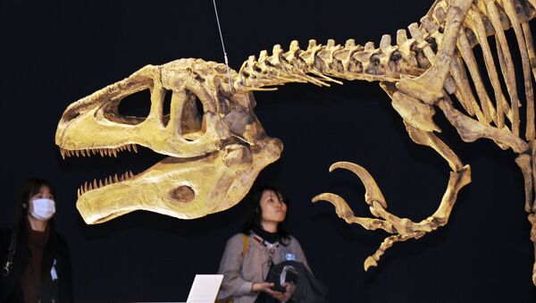 Cкелет мегараптора в Национальном музее науки в Токио, Япония - 俄罗斯卫星通讯社