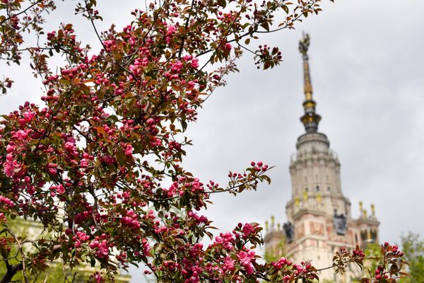 Цветение яблоневых деревьев около МГУ в Москве - 俄罗斯卫星通讯社