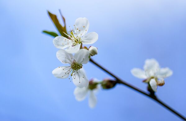 Ветка цветущего вишневого дерева в Москве - 俄羅斯衛星通訊社