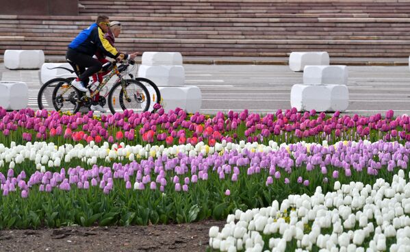 Цветение тюльпанов около здания МГУ в Москв - 俄羅斯衛星通訊社