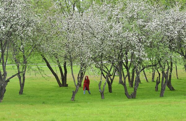 Цветение деревьев в Западном Бирюлево в Москве - 俄羅斯衛星通訊社