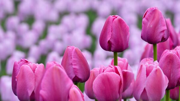 鬱金香 - 俄羅斯衛星通訊社