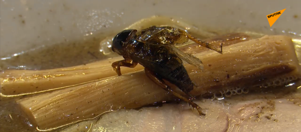 токийский ресторн предлагает суп из сверчков - 俄羅斯衛星通訊社