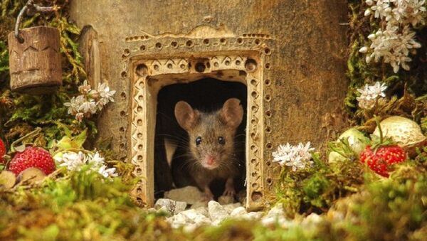 英國攝影師為老鼠建造“霍比特村” - 俄羅斯衛星通訊社