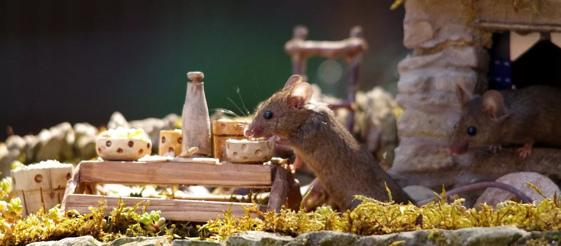 考古學家講述老鼠何時及如何 “侵佔”歐洲 - 俄羅斯衛星通訊社, 1920, 23.05.2020