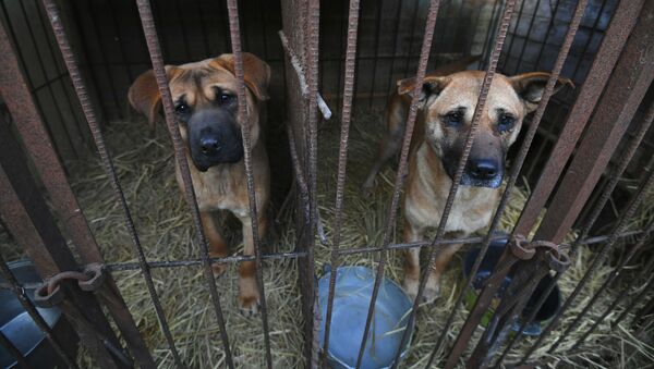 Собаки в клетке на собачьей ферме в Хонсоне, Южная Корея  - 俄羅斯衛星通訊社