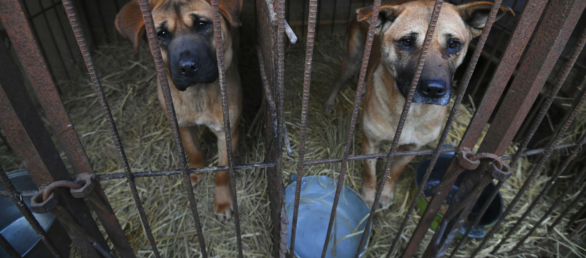 Собаки в клетке на собачьей ферме в Хонсоне, Южная Корея  - 俄罗斯卫星通讯社, 1920, 27.09.2021