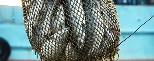 лососевые рыбы - 俄羅斯衛星通訊社