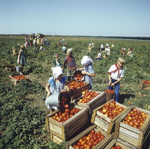 1984年少先隊員們在收穫西紅柿 - 俄羅斯衛星通訊社