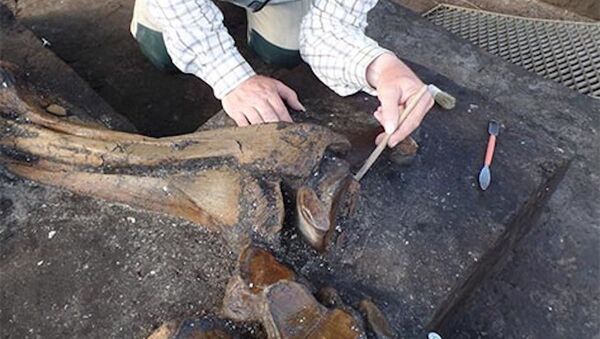 德国北部发现30万年前古棱齿象遗骸 - 俄罗斯卫星通讯社