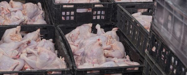 Куриные тушки в ящиках - 俄罗斯卫星通讯社