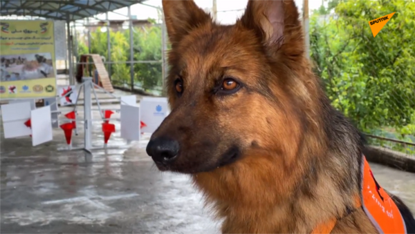 訓練新冠檢測犬——伊朗對抗疫情的新方法 - 俄羅斯衛星通訊社