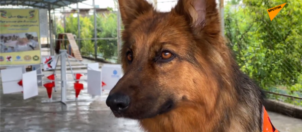 训练新冠检测犬——伊朗对抗疫情的新方法 - 俄罗斯卫星通讯社