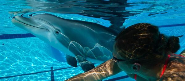 中国海洋馆的海豚仿生机器人 - 俄罗斯卫星通讯社