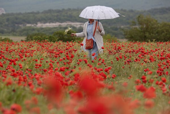 镜头中最美的花：克里米亚罂粟 - 俄罗斯卫星通讯社