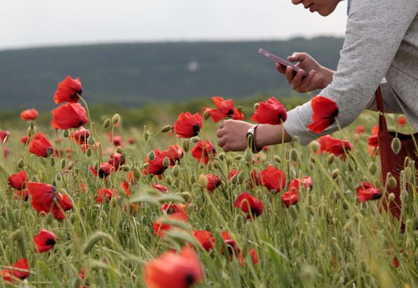 镜头中最美的花：克里米亚罂粟 - 俄罗斯卫星通讯社