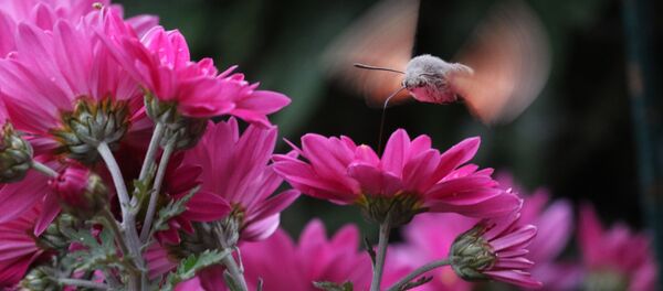 Бабочка-колибри (бражник) в Никитском ботаническом саду Бабочка-колибри (бражник) в Никитском ботаническом саду - 俄罗斯卫星通讯社