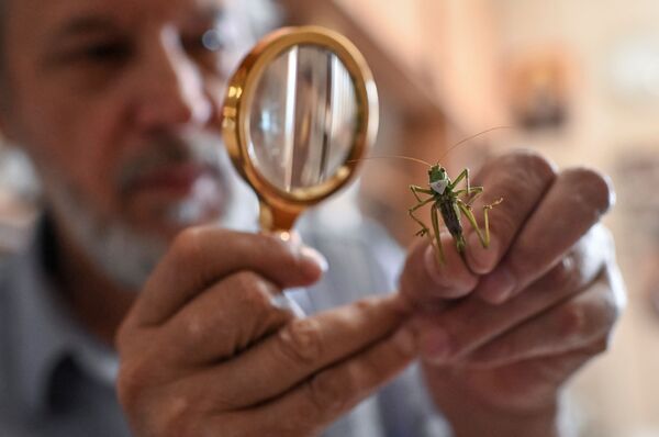 昆虫艺术品  - 俄罗斯卫星通讯社