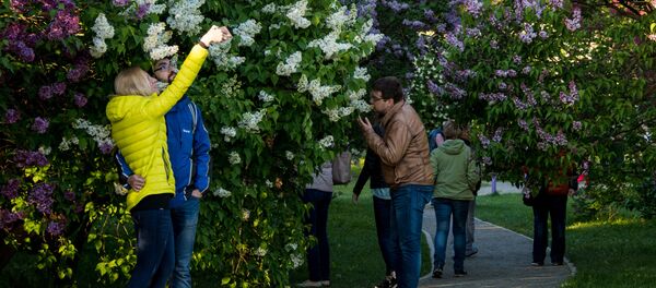 莫斯科的白色丁香花開花 - 俄羅斯衛星通訊社