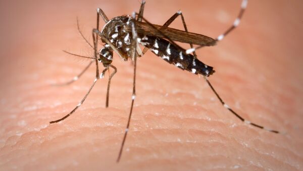 Вид кровососущих комаров Aedes albopictus - 俄羅斯衛星通訊社