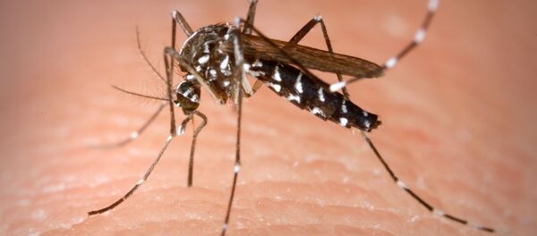 Вид кровососущих комаров Aedes albopictus Вид кровососущих комаров Aedes albopictus - 俄羅斯衛星通訊社
