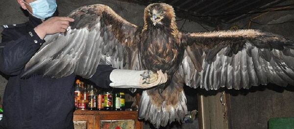 黑龙江一男子放羊时发现国家一级保护动物金雕 - 俄罗斯卫星通讯社