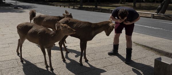 Турист кормит оленей на улице в Наре, Япония Турист кормит оленей на улице в Наре, Япония - 俄羅斯衛星通訊社