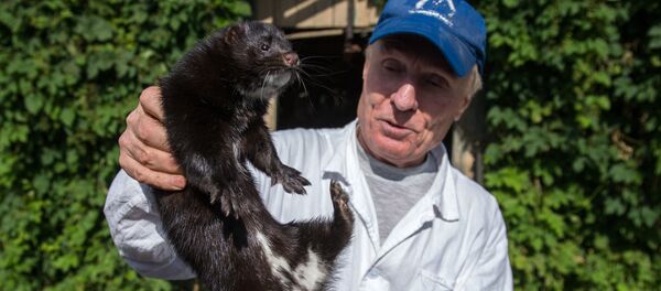 Сотрудник экспериментальной зверофермы демонстрирует одомашненную, ручную норку - 俄罗斯卫星通讯社