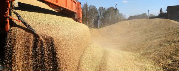 Разгрузка пшеницы - 俄罗斯卫星通讯社