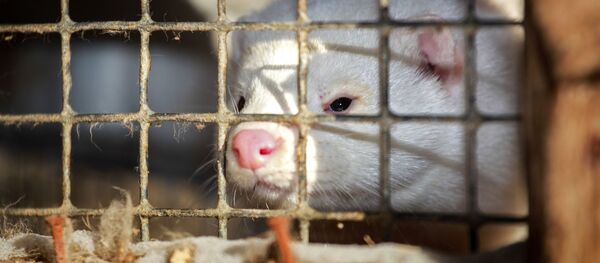 Норка в вольере зверохозяйства - 俄羅斯衛星通訊社