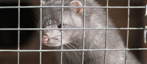 Сапфировая норка в клетке - 俄罗斯卫星通讯社