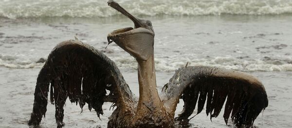 Пеликан, пострадавший от разлива нефти в Мексиканском заливе - 俄罗斯卫星通讯社