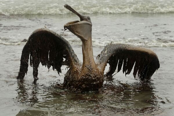Пеликан, пострадавший от разлива нефти в Мексиканском заливе - 俄罗斯卫星通讯社