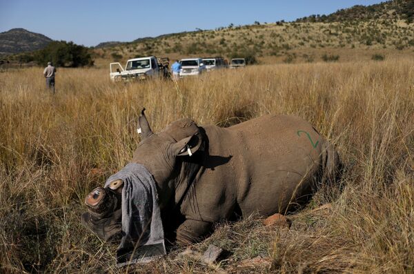 Носорог, которому спилили рог, чтобы препятствовать браконьерству, в заповеднике Пиланесберг, ЮАР - 俄罗斯卫星通讯社